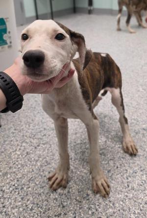 Dennis, Terrier, puppy, available for adoption