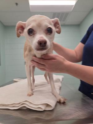 A small white dog with large ears and dark eyes is being held gently by a person's hands on a white towel. The dog appears to be in a veterinary clinic setting, with a stainless steel table and light-colored walls in the background.