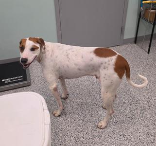 Bandit, Terrier, adult, available for adoption