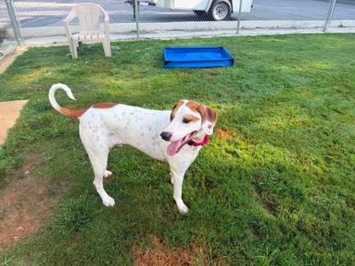 Bandit, Terrier, adult, available for adoption