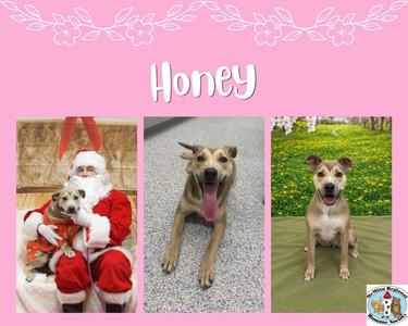 Honey, Terrier, young, available for adoption