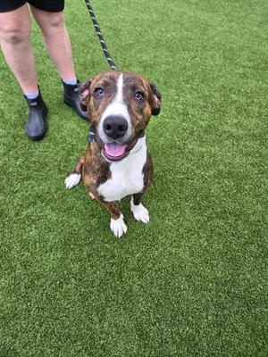 Cooper, Terrier, puppy, available for adoption