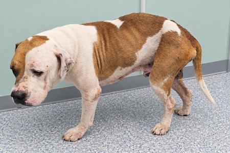 A brown and white dog standing on a gray floor.