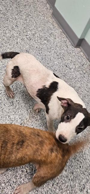 Chip, Terrier, puppy, available for adoption