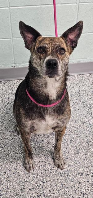 Gigi, Terrier, adult, available for adoption