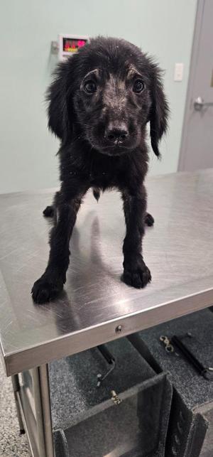 Christopher, Terrier, puppy, available for adoption
