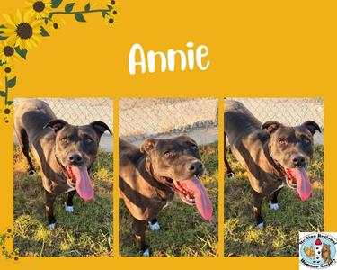 A collage of three photos of a brown dog named Annie, with her tongue out, standing on grass.