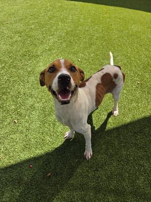 Chappy, Terrier, adult, available for adoption