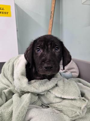 Chase, Terrier, puppy, available for adoption
