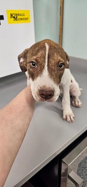 A brown and white puppy with large, expressive eyes is sitting on a table, being gently held by a person's hand. The background includes a sign that reads 'KIMBALL MIDWEST'.
