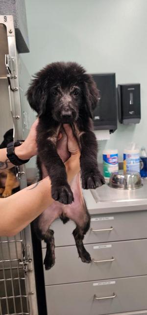 Carson, Terrier, puppy, available for adoption