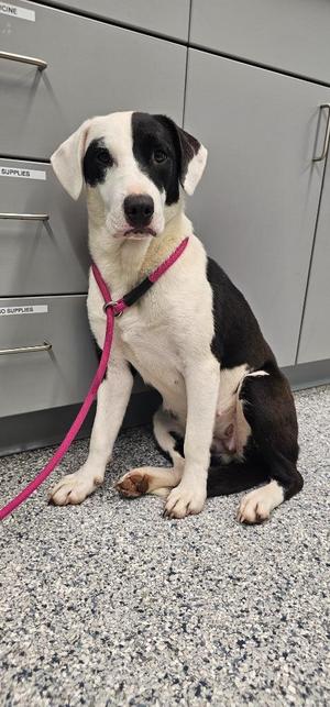 Anna, Terrier, young, available for adoption