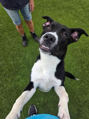 Jenna, Terrier, young, available for adoption