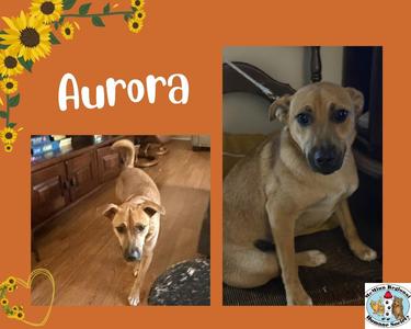 A collage of two photos of a dog named Aurora. On the left, Aurora is walking on a wooden floor, and on the right, Aurora is sitting on a chair. The background is orange with sunflowers and a heart.
