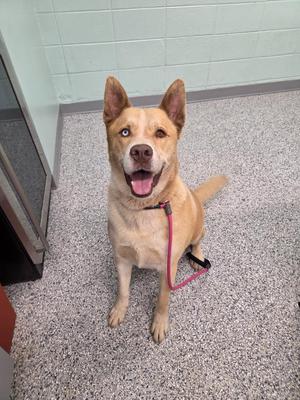 a tan dog with a pink leash sitting on a tiled floor