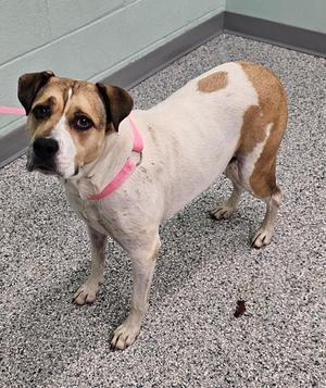A brown and white dog wearing a pink collar stands on a gray carpeted floor. The dog has a muscular build and is looking directly at the camera with a calm expression. The background shows a light green wall and a gray baseboard.