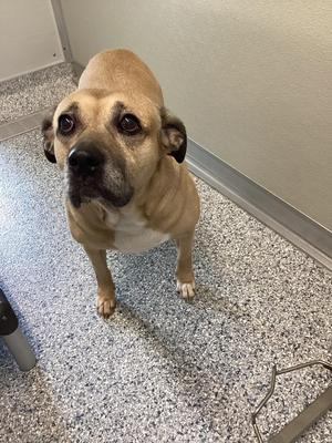 Danny, Terrier, adult, available for adoption