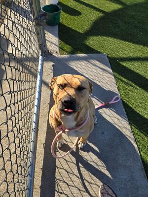 Freya, Terrier, adult, available for adoption