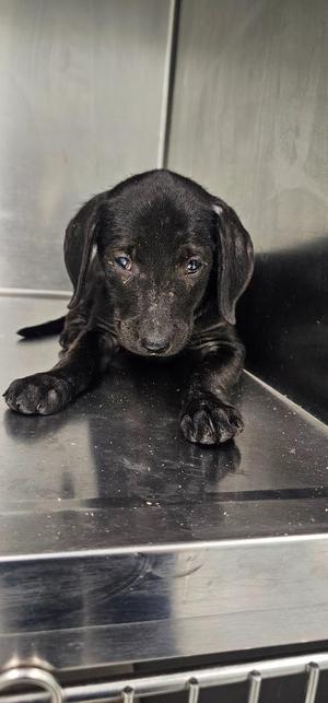 Clara, Terrier, puppy, available for adoption