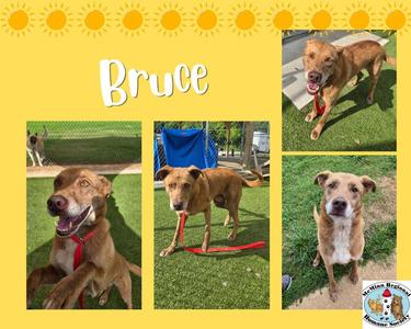 Bruce, Terrier, adult, available for adoption