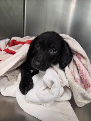Chance, Terrier, puppy, available for adoption