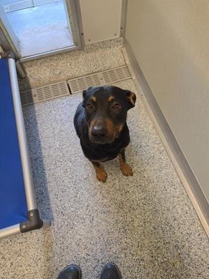 A black and tan dog sitting on a tiled floor, looking up at the camera.