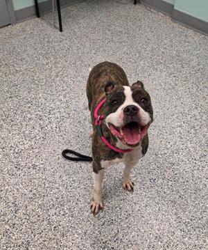 Charlie Thompson, Terrier, young, available for adoption