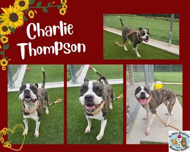 Charlie Thompson, Terrier, young, available for adoption