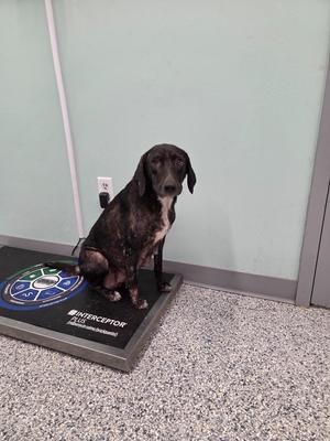 Chelsea, Terrier, young, available for adoption