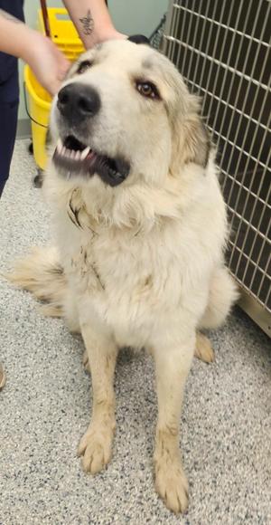 A large white dog with long fur sitting on a tiled floor, looking up with its mouth open, possibly panting. A person's hand is visible in the background, and there is a yellow bucket and a metal cage nearby.