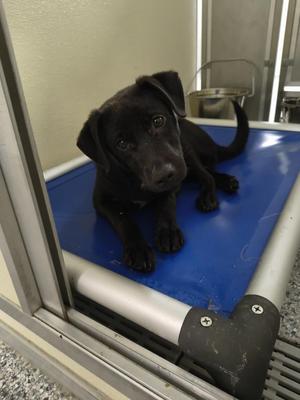 Chip, Terrier, puppy, available for adoption