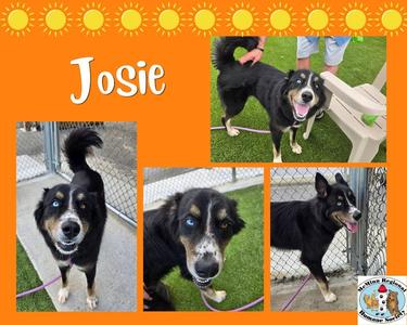 Josie, Terrier, adult, available for adoption