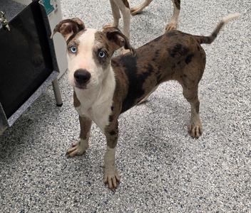 Devin, Terrier, puppy, available for adoption