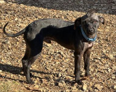 Brutus, Terrier, young, available for adoption