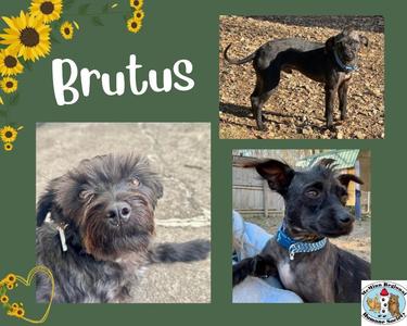A collage of three images of a dog named Brutus. The top right image shows Brutus standing on a dirt ground. The bottom right image shows Brutus sitting with a blue collar. The main image on the left shows a close-up of Brutus's face. The background is green with sunflowers and the name "Brutus" written in white.