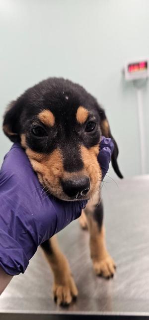 Charlotte, Terrier, puppy, available for adoption