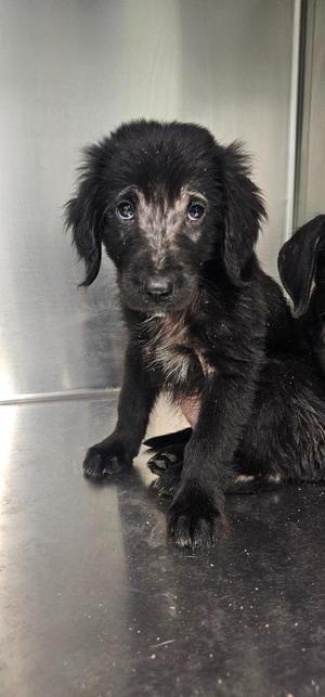 Colin, Terrier, puppy, available for adoption