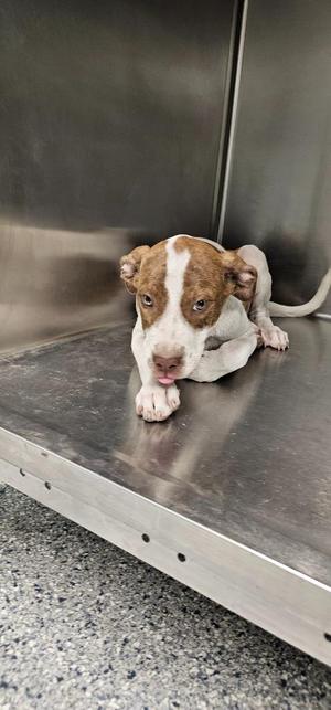 A brown and white puppy with floppy ears is lying on a metal surface, looking directly at the camera with its tongue slightly out.