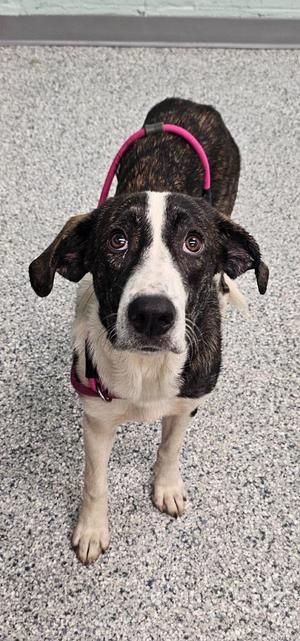 Grace, Terrier, young, available for adoption