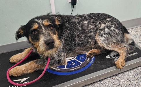 Bubba, Terrier, young, available for adoption