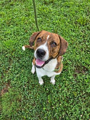 Choco Latte, Terrier, adult, available for adoption