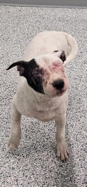 A white dog with black patches on its face and ears standing on a speckled gray floor.