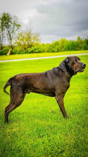 Loui, Labrador Retriever, adult, available for adoption