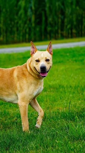 Jack, Pit Bull Terrier, adult, available for adoption