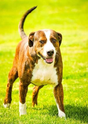 Hook, Boxer, adult, available for adoption