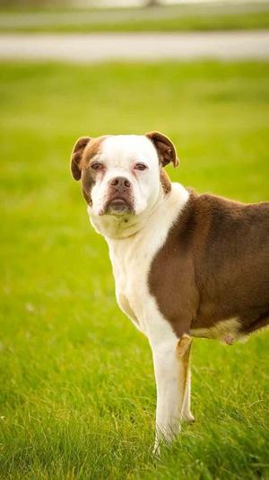 Sandy, Boxer, adult, available for adoption