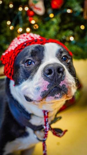 Bubba, Pit Bull Terrier, adult, available for adoption