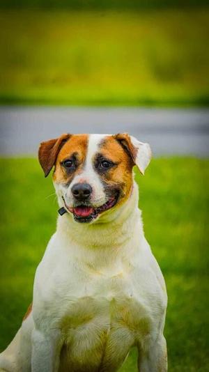 Charlie, Mixed Breed, adult, available for adoption