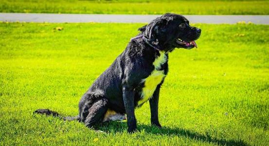 Theo, Labrador Retriever, adult, available for adoption