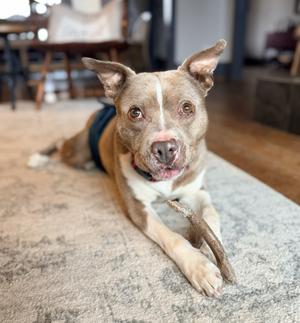 Manny, Mixed Breed, senior, available for adoption